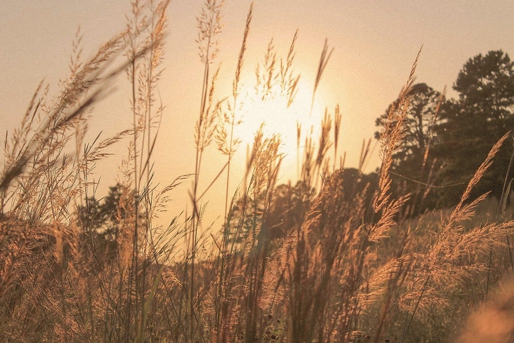 Tall grasses backlit by a low golden sun
